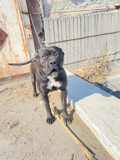 LUCY | Cane Corso 