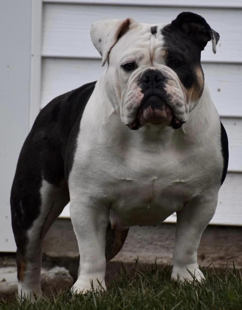 Keystone Bulldog’s Poison Ivy | Olde English Bulldogge 