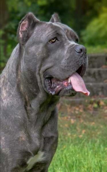 RUTA ADELMA | Cane Corso 