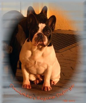 Daulokke'S Regine Deforge | French Bulldog 