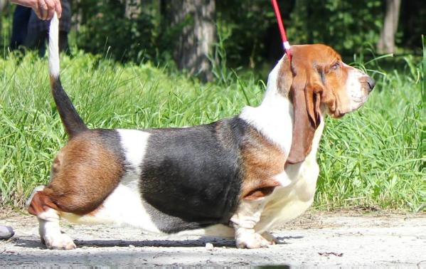 Miss Silver Bell | Basset Hound 