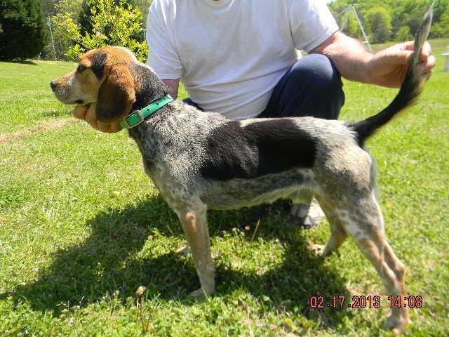 Nelms Ocoee River Reggie | Beagle 