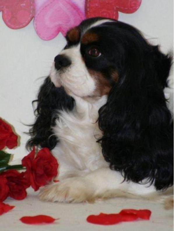 Sir Lancealot | Cavalier King Charles Spaniel 