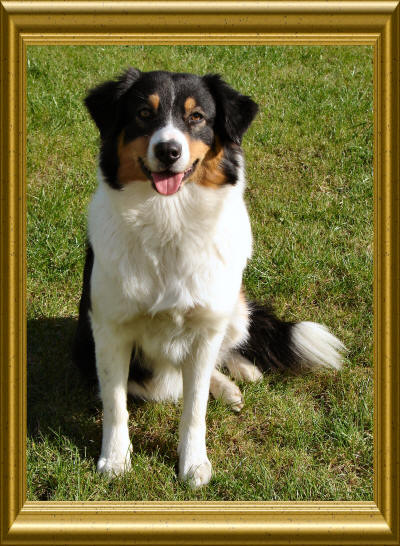 LJ-Shadow Black Alisha DNA-CP | Australian Shepherd 