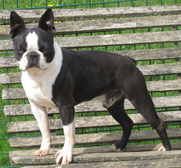 WYNDSONG'S STAN GETZ | Boston Terrier 