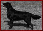 Gunhills Criss Cross | Flat-Coated Retriever 