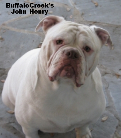 BuffaloCreek's John Henry | Olde English Bulldogge 