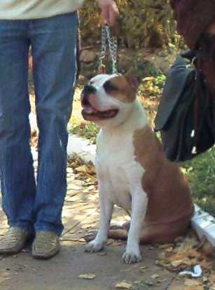Elton | American Staffordshire Terrier 