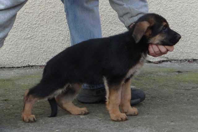 CARLOS Asarko Lordana | German Shepherd Dog 