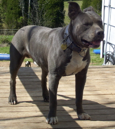 McMillans J.J | American Pit Bull Terrier 