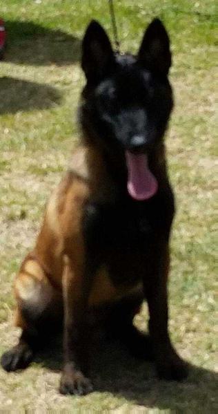 Leia Du Loyola's | Belgian Malinois 