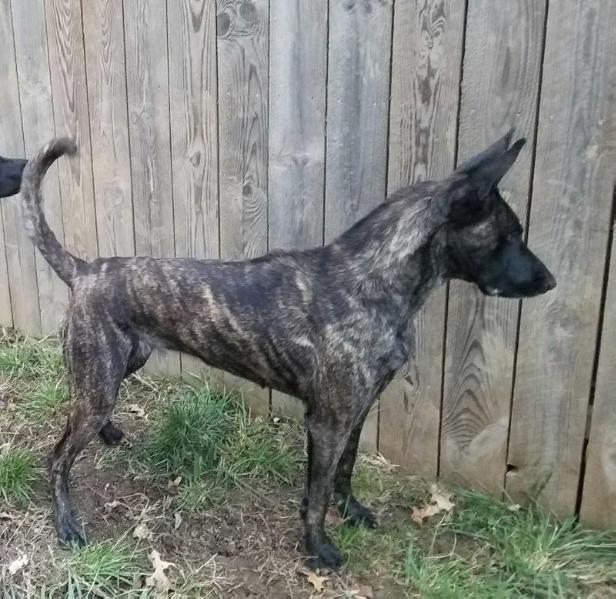 Olde Roots Cydney Cyd | Dutch Shepherd 