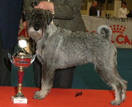 Othillie v. Achterplatzchen | Standard Schnauzer 