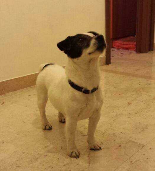 Belami | Jack Russell Terrier 