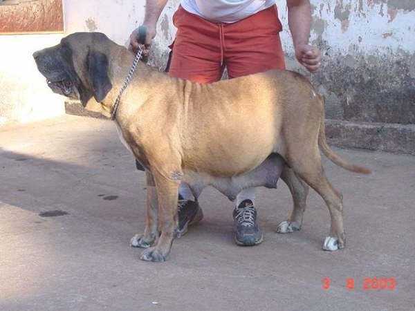 RUMBA DA FAZENDA RIO NEGRO | Fila Brasileiro 