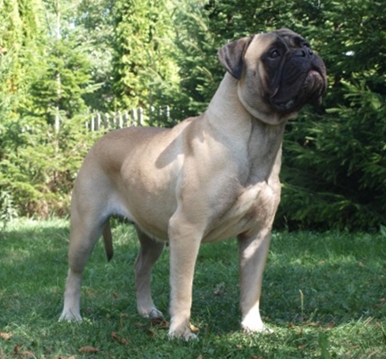 Ines Shadows in the Dark | Bullmastiff 