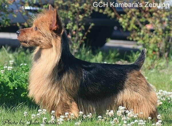 KAMBARA'S ZEBULON | Australian Terrier 