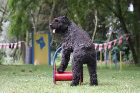 RAMNON du CLOS du BRUAYSIS | Bouvier des Flandres 