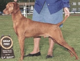 Vizsta's Royal Pacesetter | Hungarian Vizsla 