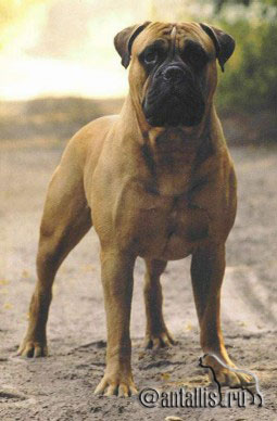 Superlativ’s Gambler | Bullmastiff 