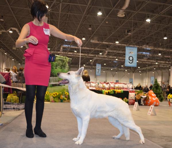 Beatrice Dolce Vita | White Swiss Shepherd Dog 