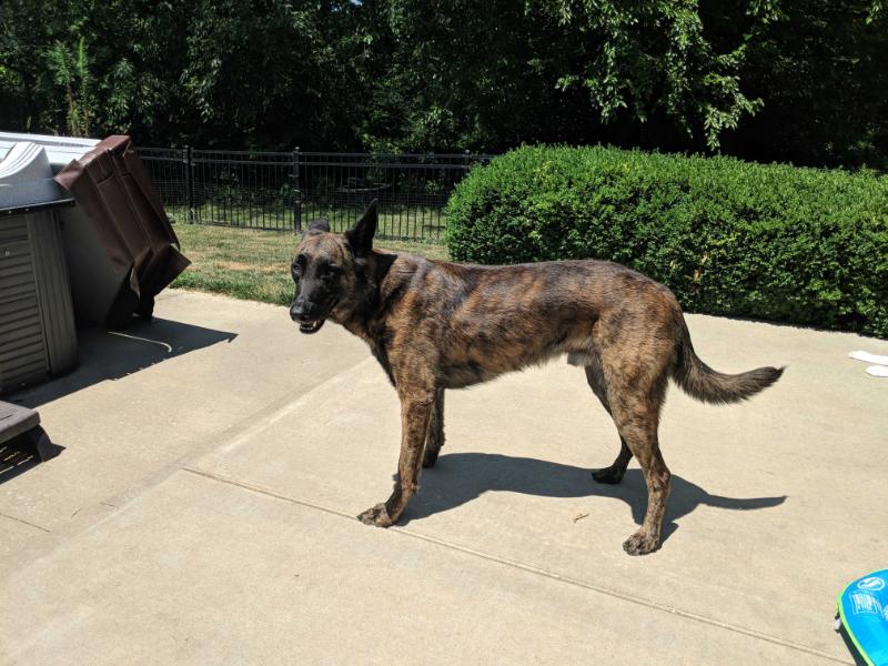 Van Cunning K9's Brady | Dutch Shepherd 