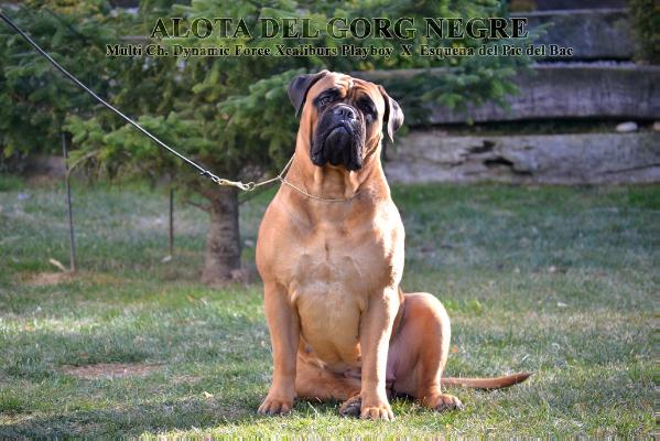 Alota Del Gorg Negre | Bullmastiff 