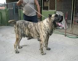 Iman de la Jacha | Perro de Presa Canario 