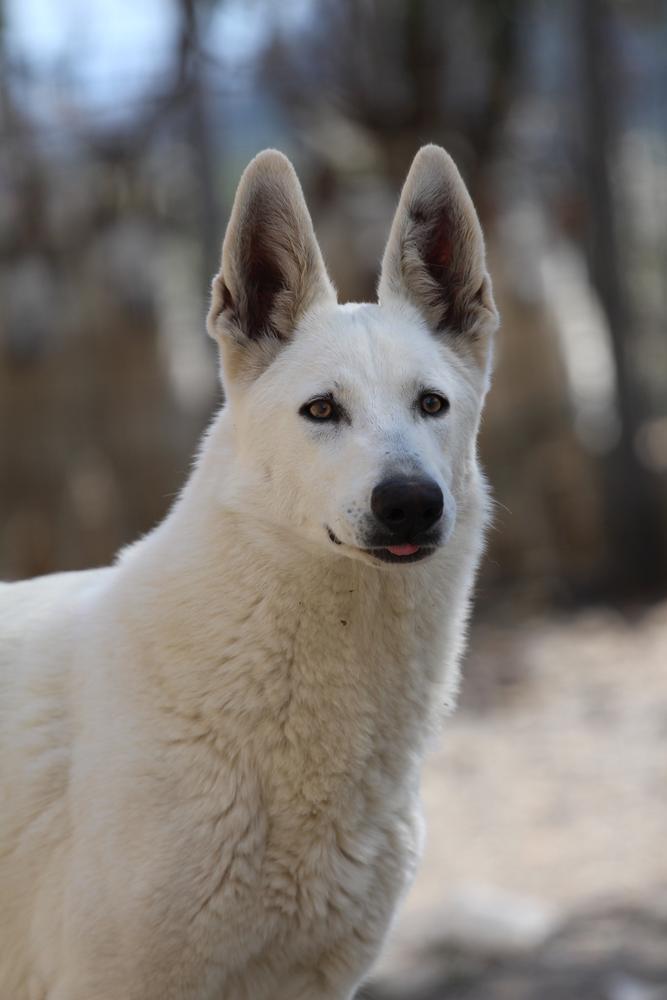 Born to Win Warrior L'Oro di Dio | White Swiss Shepherd Dog 