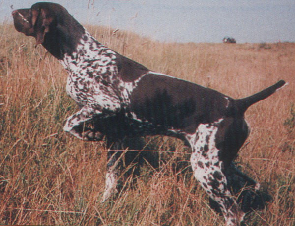 Igor de la Barre Duquesne | German Shorthaired Pointer 