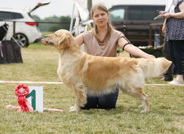 Cameo de Ria Vela | Golden Retriever 