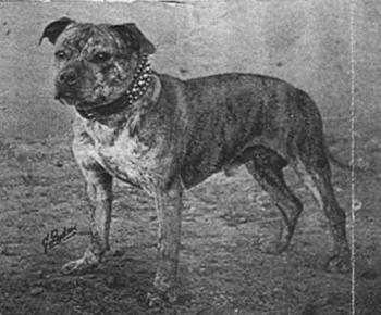 Brigand's Bo'Sun | Staffordshire Bull Terrier 