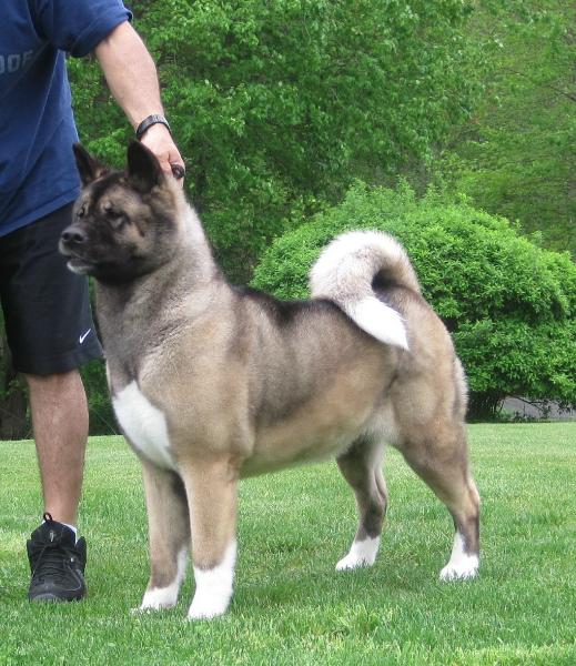 Orients Pride Lunar Eclipse | Akita 