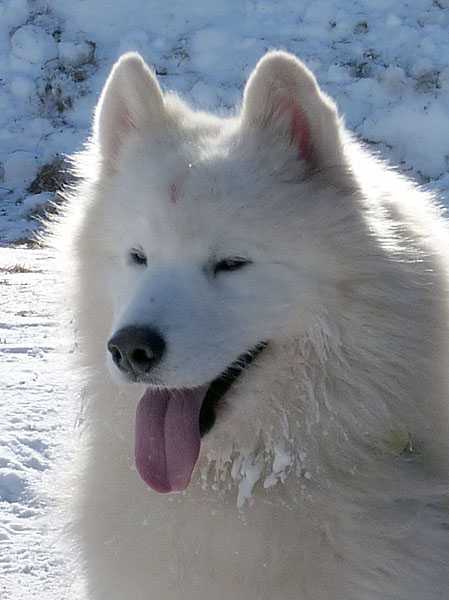 Chatanika's Black Forest Run | Samoyed 