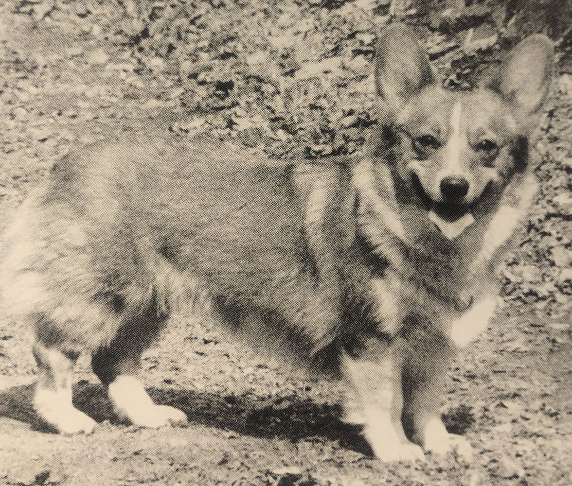 Knightsbridge Hightops | Pembroke Welsh Corgi 