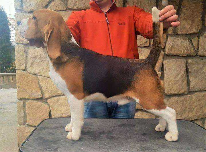 Jarimani Authentic Gangster | Beagle 