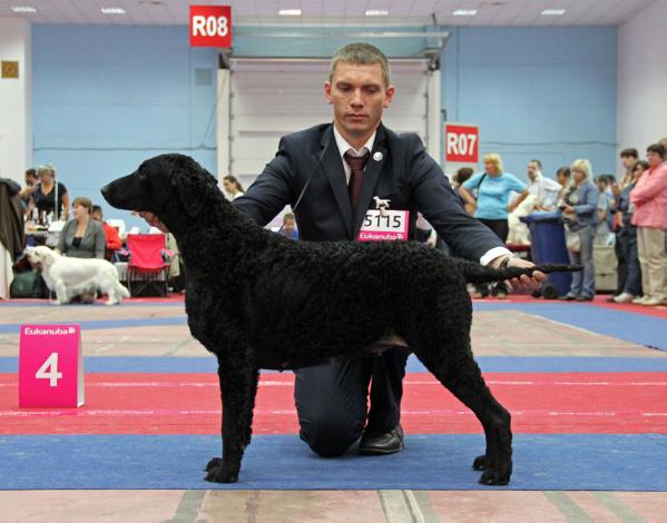 Caballus Black Pearl | Curly Coated Retriever 