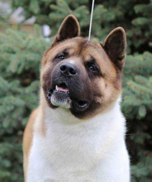 Gunnar Ursine Tribe Kattyval | Akita 