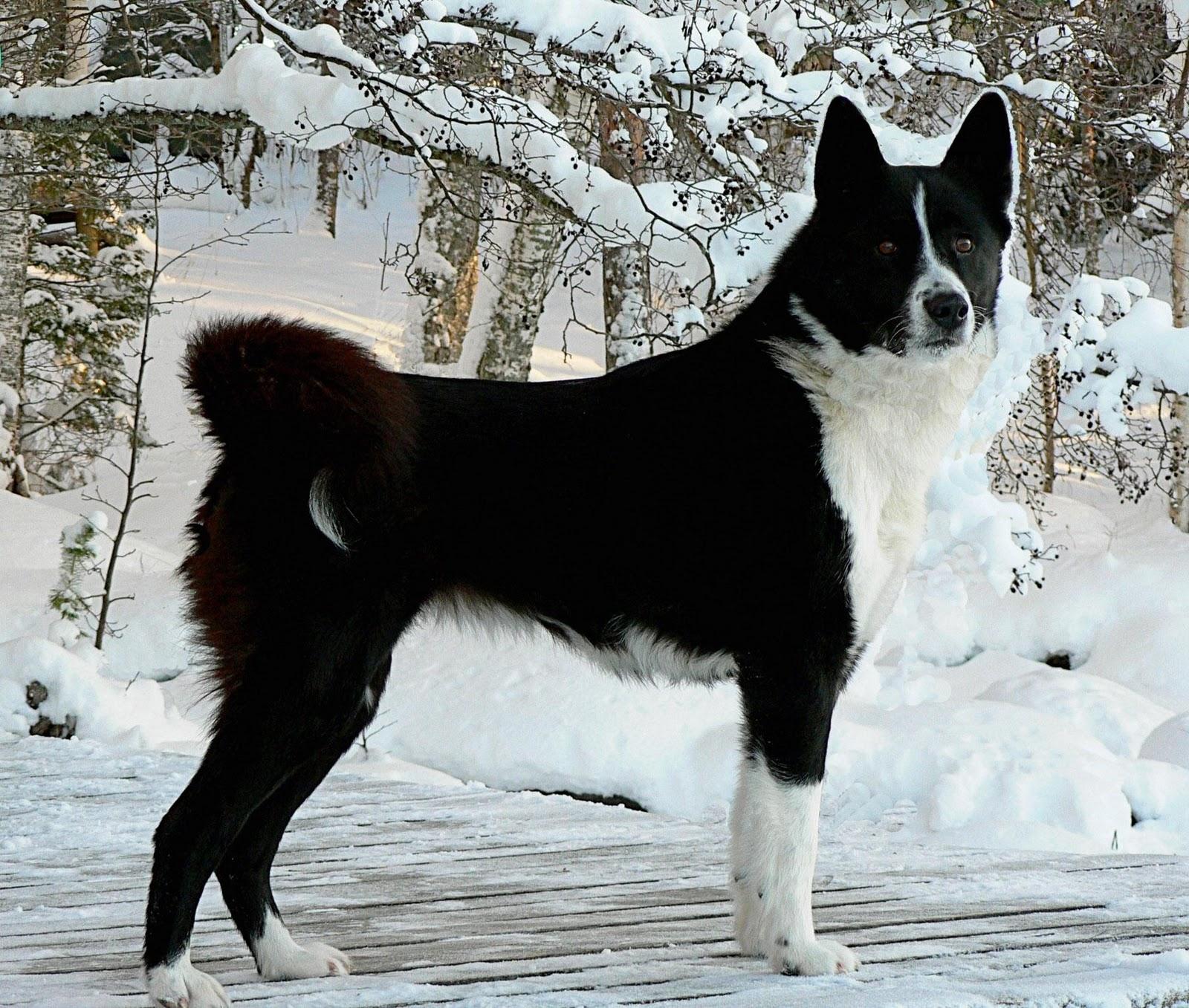 Karelian Bear Dog