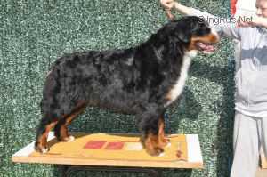 ELENBERNER ALPINE FLOR | Bernese Mountain Dog 