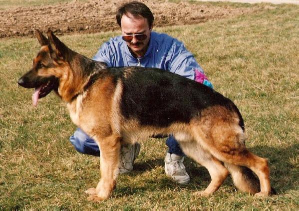 Amigo vom Belgier | German Shepherd Dog 