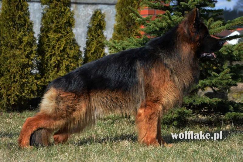 Cäsar vom Mahlstein | German Shepherd Dog 