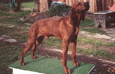 Hills Sierra Red Vindicator | Redbone Coonhound 