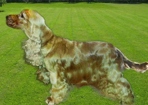 Classique Diamond La Toya | English Cocker Spaniel 