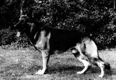 Sam von der Schinklergrenze | German Shepherd Dog 