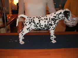 Toot's Black Is Black | Dalmatian 