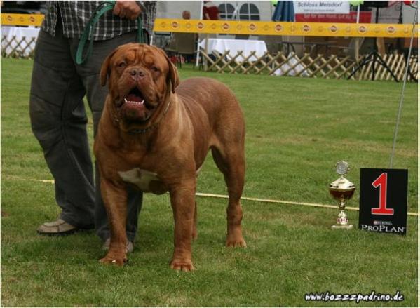 Fadei L'aube Rouge | Dogue de Bordeaux 