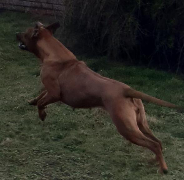 KENSTEEN MISTRESS OF MARS AT TULANBROOKE | Rhodesian Ridgeback 