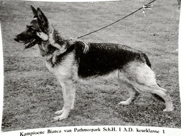 Bianca van Pathmospark | German Shepherd Dog 