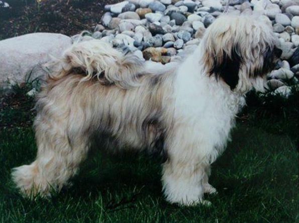 SILVERIDGE GOLDEN PARSON | Tibetan Terrier 